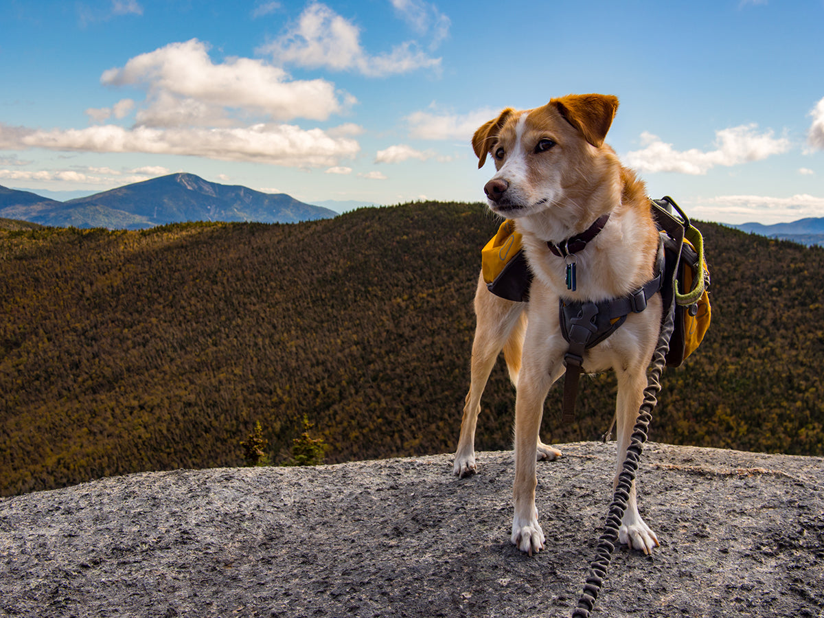 Backpacking with Dogs What You Need to Know Before You Go Backpacker s Pantry