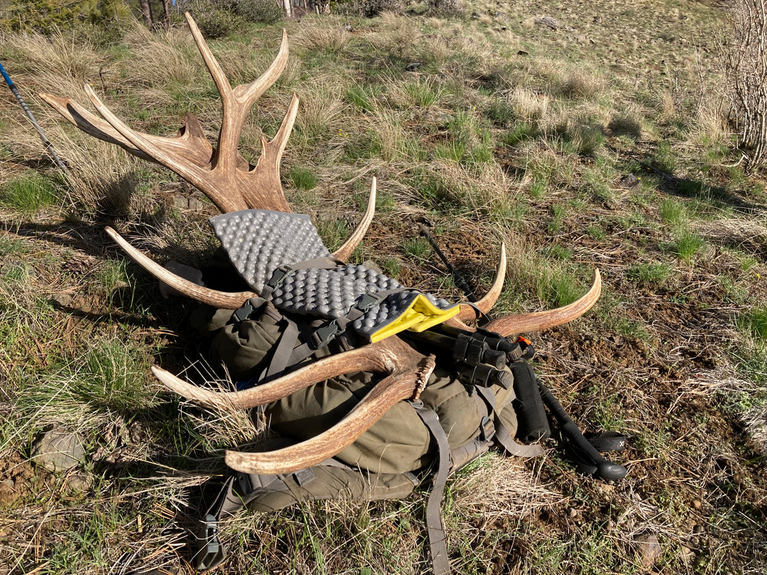 Everything You Need To Know About Antler Shed Hunting