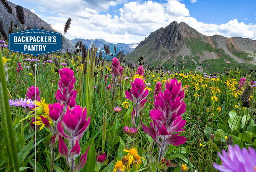 Colorado Wildflowers: Accessible Locations to See the Spring Bloom