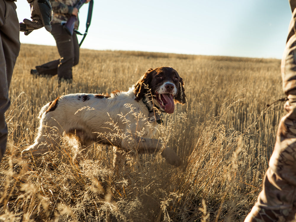 The best hunting dog names